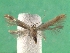  ( - KLM Lep 14442)  @12 [ ] CreativeCommons - Attribution Non-Commercial Share-Alike (2018) Christian Wieser Landesmuseum Kärnten