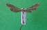  ( - KLM Lep 14454)  @11 [ ] CreativeCommons - Attribution Non-Commercial Share-Alike (2018) Christian Wieser Landesmuseum Kärnten