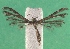  ( - KLM Lep 14473)  @13 [ ] CreativeCommons - Attribution Non-Commercial Share-Alike (2018) Christian Wieser Landesmuseum Kärnten