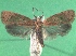  (Agonopterix tripunctaria - KLM Lep 14484)  @11 [ ] CreativeCommons - Attribution Non-Commercial Share-Alike (2018) Christian Wieser Landesmuseum Kärnten