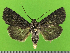  ( - KLM Lep 14513)  @11 [ ] CreativeCommons - Attribution Non-Commercial Share-Alike (2019) Christian Wieser Landesmuseum Kärnten
