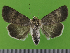  ( - KLM Lep 14558)  @12 [ ] CreativeCommons - Attribution Non-Commercial Share-Alike (2019) Christian Wieser Landesmuseum Kärnten