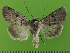 ( - KLM Lep 14559)  @11 [ ] CreativeCommons - Attribution Non-Commercial Share-Alike (2019) Christian Wieser Landesmuseum Kärnten