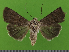  ( - KLM Lep 14568)  @11 [ ] CreativeCommons - Attribution Non-Commercial Share-Alike (2019) Christian Wieser Landesmuseum Kärnten