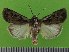  ( - KLM Lep 14598)  @11 [ ] CreativeCommons - Attribution Non-Commercial Share-Alike (2019) Christian Wieser Landesmuseum Kärnten
