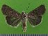 ( - KLM Lep 14602)  @11 [ ] CreativeCommons - Attribution Non-Commercial Share-Alike (2019) Christian Wieser Landesmuseum Kärnten