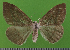  ( - KLM Lep 14659)  @14 [ ] CreativeCommons - Attribution Non-Commercial Share-Alike (2019) Christian Wieser Landesmuseum Kärnten