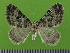  ( - KLM Lep 14699)  @14 [ ] CreativeCommons - Attribution Non-Commercial Share-Alike (2019) Christian Wieser Landesmuseum Kärnten