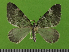  ( - KLM Lep 14700)  @11 [ ] CreativeCommons - Attribution Non-Commercial Share-Alike (2019) Christian Wieser Landesmuseum Kärnten