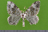  ( - KLM Lep 14708)  @13 [ ] CreativeCommons - Attribution Non-Commercial Share-Alike (2019) Christian Wieser Landesmuseum Kärnten