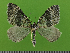  ( - KLM Lep 14714)  @11 [ ] CreativeCommons - Attribution Non-Commercial Share-Alike (2019) Christian Wieser Landesmuseum Kärnten
