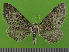  ( - KLM Lep 14746)  @11 [ ] CreativeCommons - Attribution Non-Commercial Share-Alike (2019) Christian Wieser Landesmuseum Kärnten