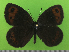  ( - KLM Lep 14768)  @11 [ ] CreativeCommons - Attribution Non-Commercial Share-Alike (2019) Christian Wieser Landesmuseum Kärnten