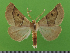  (Crocallis sp - KLM Lep 14783)  @14 [ ] CreativeCommons - Attribution Non-Commercial Share-Alike (2019) Christian Wieser Landesmuseum Kärnten