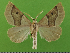  ( - KLM Lep 14792)  @13 [ ] CreativeCommons - Attribution Non-Commercial Share-Alike (2019) Christian Wieser Landesmuseum Kärnten