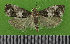  ( - KLM Lep 14795)  @13 [ ] CreativeCommons - Attribution Non-Commercial Share-Alike (2019) Christian Wieser Landesmuseum Kärnten