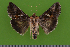  ( - KLM Lep 14795)  @13 [ ] CreativeCommons - Attribution Share-Alike (2020) Unspecified Landesmuseum Kaernten