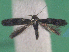  ( - KLM Lep 14852)  @11 [ ] CreativeCommons - Attribution Non-Commercial Share-Alike (2019) Christian Wieser Landesmuseum Kärnten