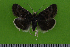  ( - KLM Lep 14885)  @12 [ ] CreativeCommons - Attribution Non-Commercial Share-Alike (2018) Christian Wieser Landesmuseum Kärnten