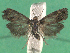  ( - KLM Lep 14889)  @13 [ ] CreativeCommons - Attribution Non-Commercial Share-Alike (2018) Christian Wieser Landesmuseum Kärnten