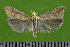  ( - KLM Lep 14898)  @13 [ ] CreativeCommons - Attribution Non-Commercial Share-Alike (2018) Christian Wieser Landesmuseum Kärnten