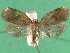  ( - KLM Lep 14903)  @13 [ ] CreativeCommons - Attribution Non-Commercial Share-Alike (2018) Christian Wieser Landesmuseum Kärnten