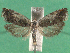  ( - KLM Lep 14916)  @13 [ ] CreativeCommons - Attribution Non-Commercial Share-Alike (2018) Christian Wieser Landesmuseum Kärnten