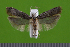  ( - KLM Lep 14929)  @11 [ ] CreativeCommons - Attribution Non-Commercial Share-Alike (2018) Christian Wieser Landesmuseum Kärnten