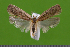  ( - KLM Lep 14939)  @11 [ ] CreativeCommons - Attribution Non-Commercial Share-Alike (2018) Christian Wieser Landesmuseum Kärnten