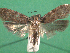  ( - KLM Lep 14950)  @11 [ ] CreativeCommons - Attribution Non-Commercial Share-Alike (2018) Christian Wieser Landesmuseum Kärnten