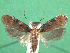  ( - KLM Lep 14951)  @13 [ ] CreativeCommons - Attribution Non-Commercial Share-Alike (2018) Christian Wieser Landesmuseum Kärnten