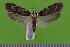  ( - KLM Lep 14958)  @11 [ ] CreativeCommons - Attribution Non-Commercial Share-Alike (2018) Christian Wieser Landesmuseum Kärnten
