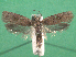  ( - KLM Lep 14959)  @11 [ ] CreativeCommons - Attribution Non-Commercial Share-Alike (2018) Christian Wieser Landesmuseum Kärnten