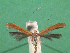  ( - KLM Lep 14974)  @12 [ ] CreativeCommons - Attribution Non-Commercial Share-Alike (2018) Christian Wieser Landesmuseum Kärnten