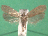  ( - KLM Lep 14997)  @11 [ ] CreativeCommons - Attribution Non-Commercial Share-Alike (2018) Christian Wieser Landesmuseum Kärnten