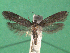  ( - KLM Lep 14998)  @11 [ ] CreativeCommons - Attribution Non-Commercial Share-Alike (2018) Christian Wieser Landesmuseum Kärnten