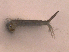  ( - KLM Lep 15034)  @12 [ ] CreativeCommons - Attribution Non-Commercial Share-Alike (2018) Christian Wieser Landesmuseum Kärnten