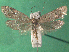  ( - KLM Lep 15044)  @13 [ ] CreativeCommons - Attribution Non-Commercial Share-Alike (2018) Christian Wieser Landesmuseum Kärnten