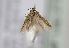  (Ephysteris iberica - TLMF Lep 27337)  @12 [ ] CreativeCommons - Attribution Non-Commercial Share-Alike (2019) Peter Huemer Tiroler Landesmuseum