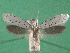  ( - KLM Lep 15121)  @11 [ ] CreativeCommons - Attribution Non-Commercial Share-Alike (2020) Christian Wieser Landesmuseum Kärnten