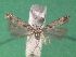  ( - KLM Lep 15197)  @11 [ ] CreativeCommons - Attribution Non-Commercial Share-Alike (2020) Christian Wieser Landesmuseum Kärnten