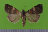  ( - KLM Lep 15217)  @11 [ ] CreativeCommons - Attribution Non-Commercial Share-Alike (2020) Jasmin Schienegger Landesmuseum Kärnten