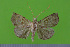  ( - KLM Lep 15238)  @11 [ ] CreativeCommons - Attribution Non-Commercial Share-Alike (2020) Jasmin Schienegger Landesmuseum Kärnten
