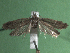  ( - KLM Lep 15401)  @11 [ ] CreativeCommons - Attribution Non-Commercial Share-Alike (2020) Christian Wieser Landesmuseum Kärnten