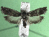  ( - KLM Lep 15410)  @11 [ ] CreativeCommons - Attribution Non-Commercial Share-Alike (2020) Christian Wieser Landesmuseum Kärnten