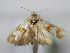  (Cochylimorpha langeana - TLMF Lep 29957)  @11 [ ] CreativeCommons - Attribution Non-Commercial Share-Alike (2020) Peter Huemer Tiroler Landesmuseum