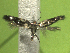  ( - KLMLep16059)  @11 [ ] CreativeCommons - Attribution Non-Commercial Share-Alike (2023) Christian Wieser Landesmuseum Kärnten