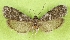  (Apomyelois bistriatellus - KLMLep16360)  @11 [ ] CreativeCommons - Attribution Non-Commercial Share-Alike (2025) Laura Waldner Landesmuseum Kärnten