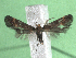  ( - KLM Lep 15531)  @11 [ ] CreativeCommons - Attribution Non-Commercial Share-Alike (2021) Christian Wieser Landesmuseum Kärnten
