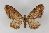  (Eupithecia catharinae - TLMF Lep 31066)  @11 [ ] CreativeCommons - Attribution Non-Commercial Share-Alike (2022) Peter Huemer Tiroler Landesmuseum